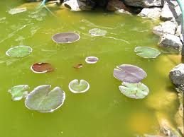vijver alg